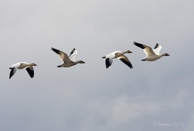4 Greater Snow Geese.jpg