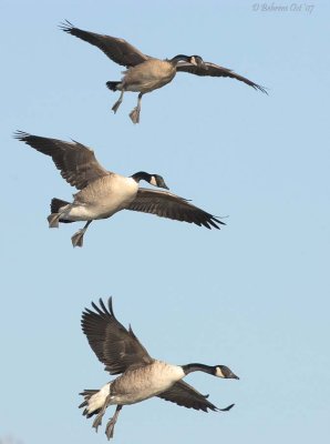 Geese Fall Migration