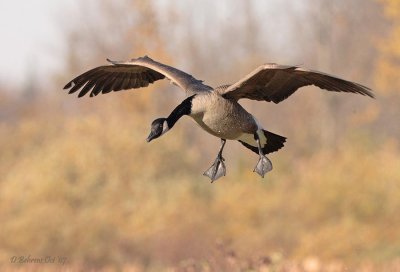 Canadian Goose - Upper Canada Reserve.jpg