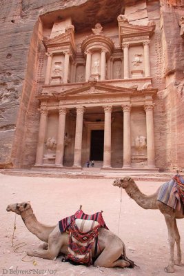 Camel taxis at Treasury.jpg