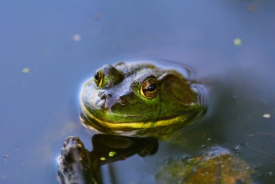 Frogtography