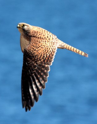 Kestrel, Paradise Hotel