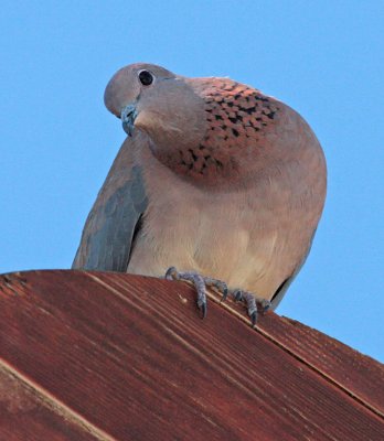 Paradise Pidgeon