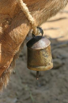 Camel bell