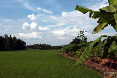 Rice paddy