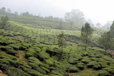 Tea estates before Munnar