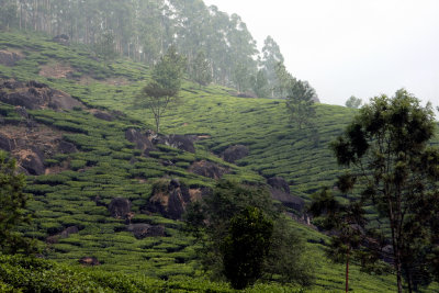 Tea estates before Munnar