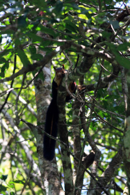 Indian or Malabar giant squirrel
