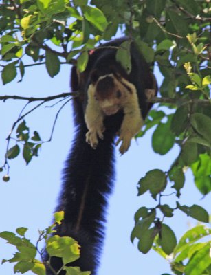 Indian or Malabar giant squirrel