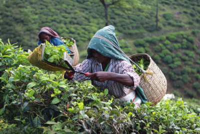 Tea clipping technique