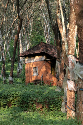 House in the rubber plantation