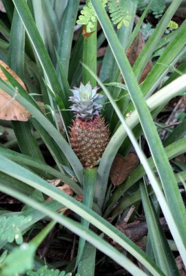 Young pineapple