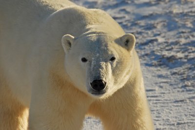 Polar Bears, Cape Churchill, Canada, November 2007