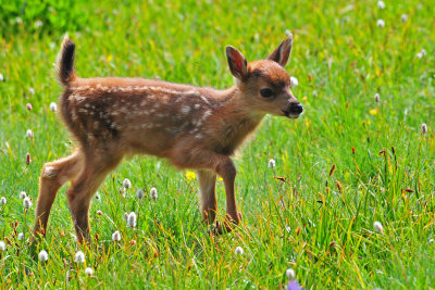 Deer & Fawn at Hurricane Ridge, Olympic National Park, Summer 2009