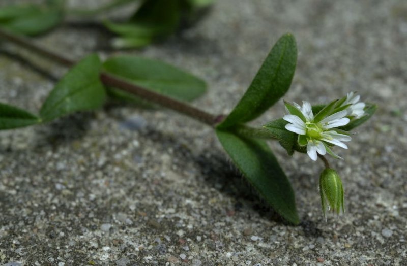 Flower & Concrete