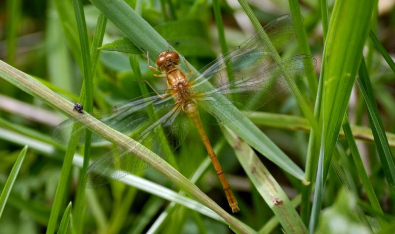 Dragonfly