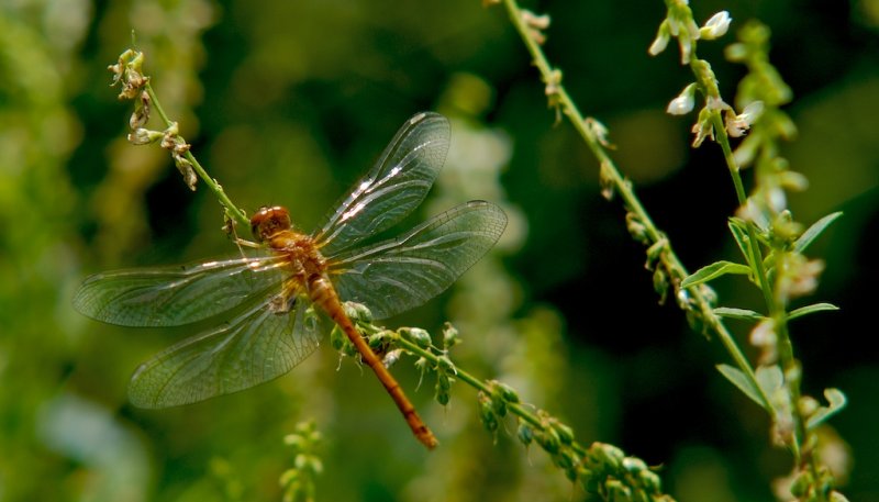 Dragonfly #2