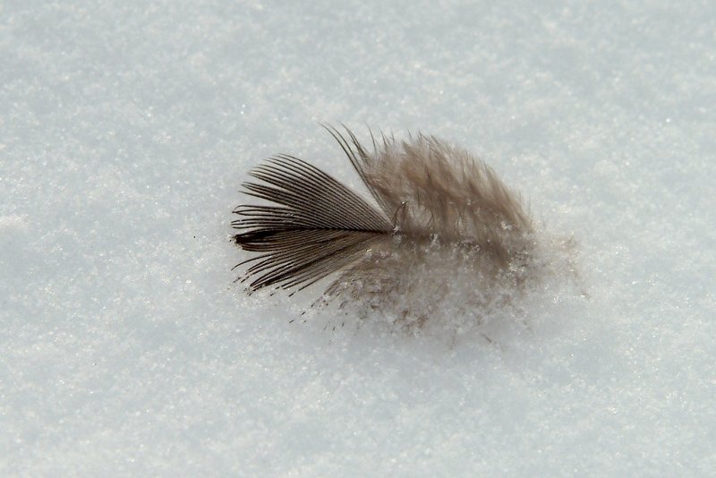 Feather