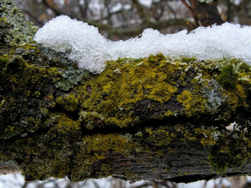 Moss & Lichen