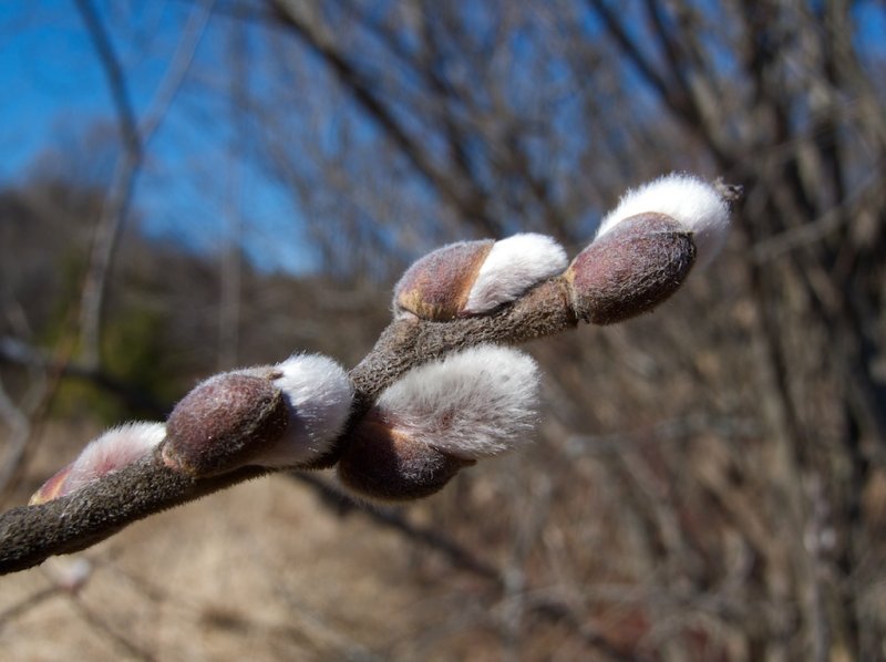 Almost Spring #3