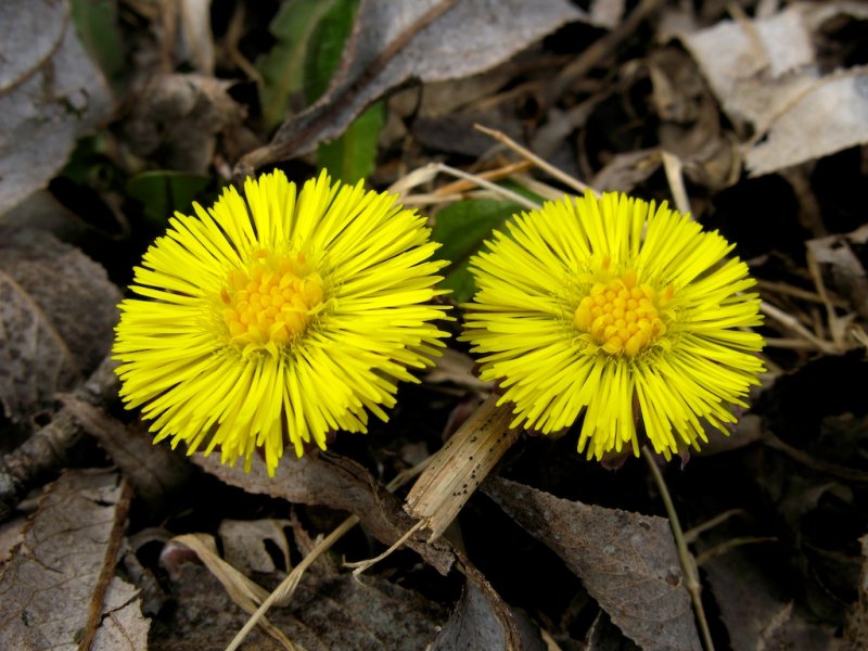 Coltsfoot