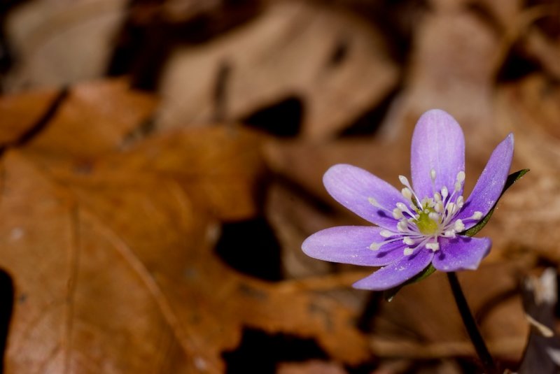 Hepatica