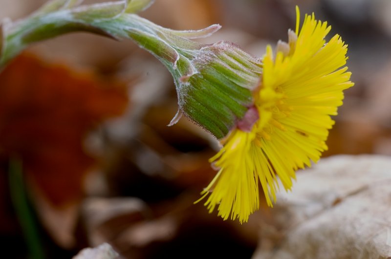 Coltsfoot