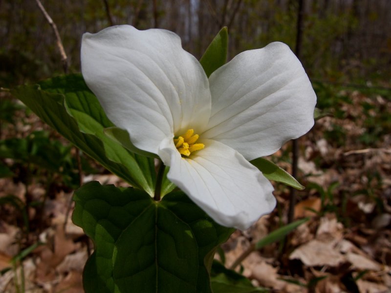 Trillium