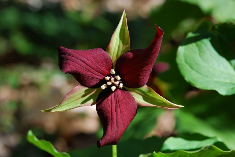 Red Trillium