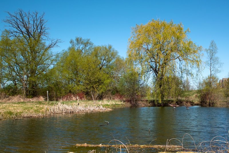Pond