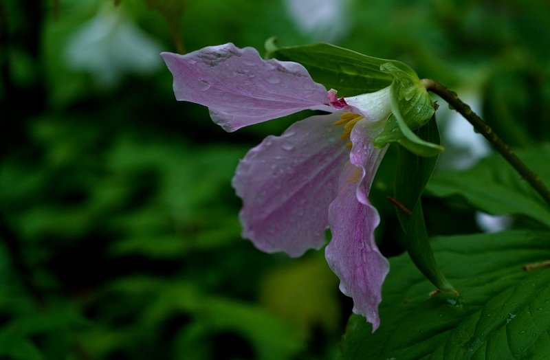 Trillium/Rain