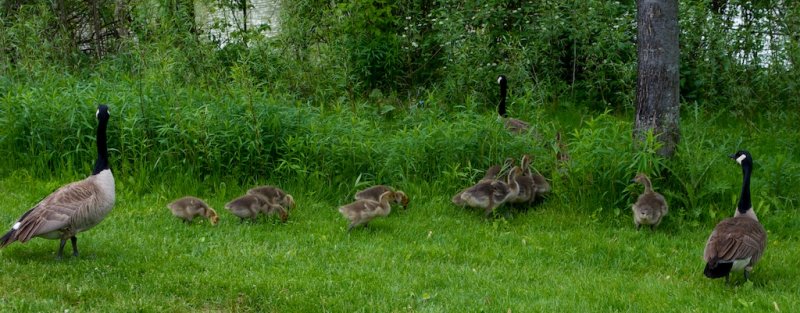 Goslings