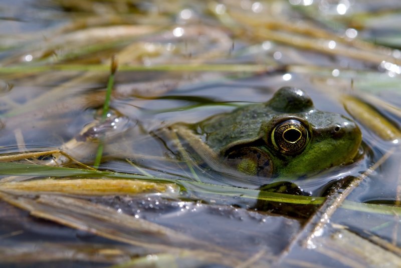 Frog #2