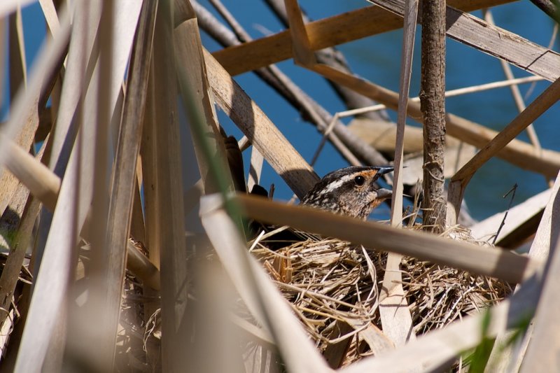 Nesting Blackbird