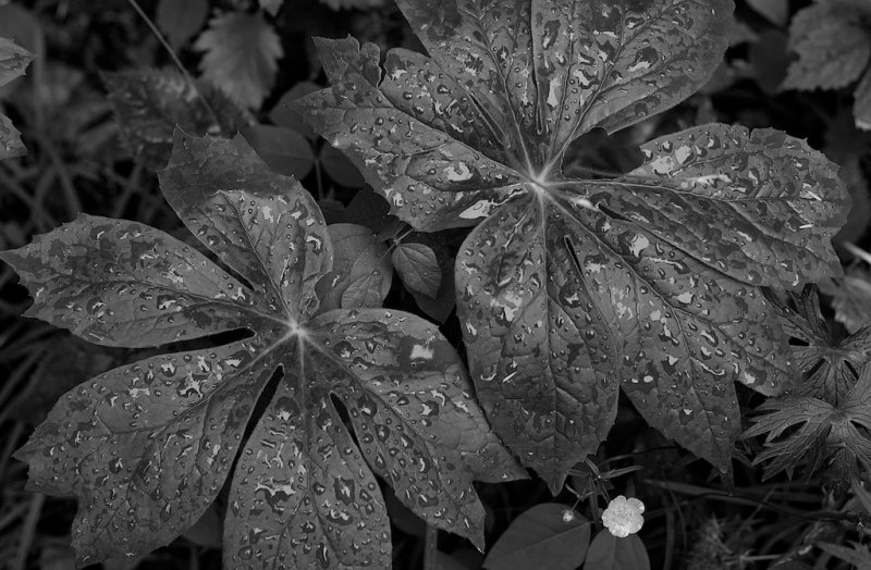 Mayapple & Buttercup