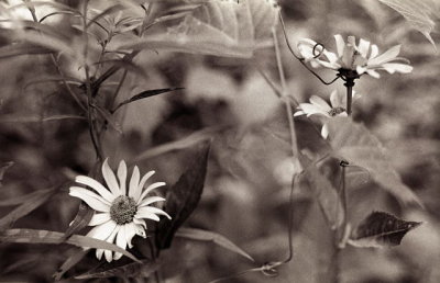 Daisies