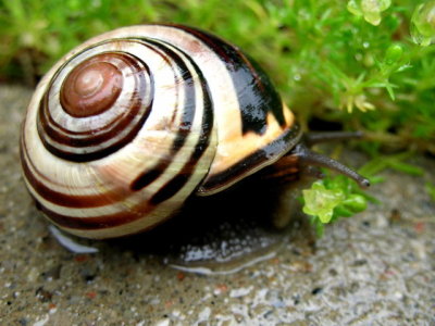 Soggy snail