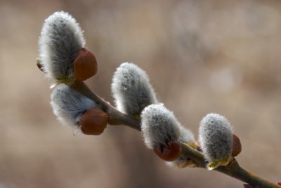 Pussy Willows