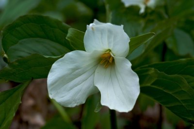 White Trillium