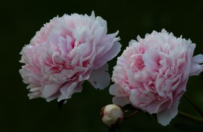 Peonies