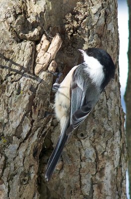 Chickadee