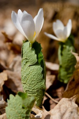 Bloodroot