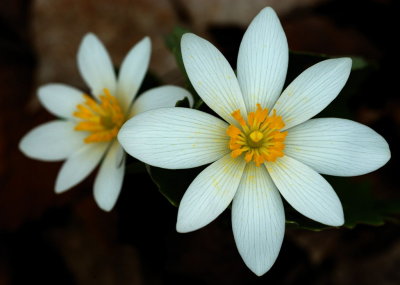 Bloodroot