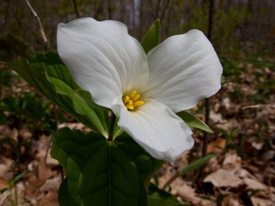 Trillium