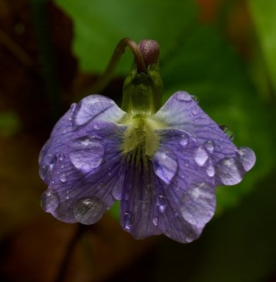 Flower/Drops