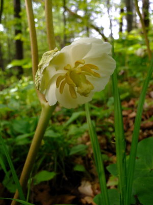 Mayapple