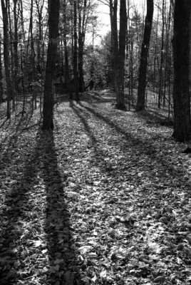 Woodland shadows