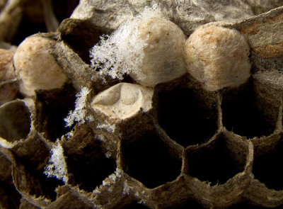 Wasp nest