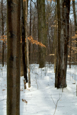 Iced trees