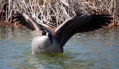 Goose in a foul mood